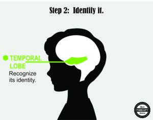 Brain Activation and Coordination 2